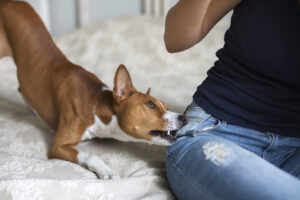 How Robles Babaee, Personal Injury Lawyers Can Help After a Dog Bite in Santa Ana